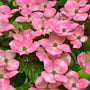 pastel pink flowers of Pink Flowering Kousa Dogwood