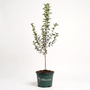 A small potted evergreen shrub with green leaves and a slender brown trunk, planted in a dark green nursery pot labeled 'Garden Goods', photographed against a plain white studio background.