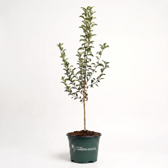 A small potted evergreen shrub with green leaves and a slender brown trunk, planted in a dark green nursery pot labeled 'Garden Goods', photographed against a plain white studio background.
