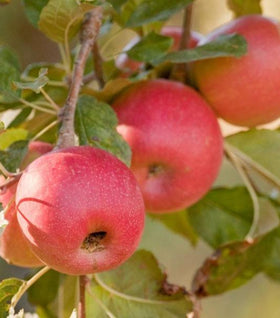Pink Lady Apple Tree