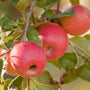 Ripe Pink Lady Apples on the tree
