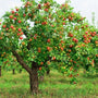 A mature Pink Lady Apple Tree in the Home Orchard