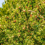 Fresh Pink Lady Apples on a tree