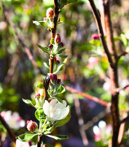 https://gardengoodsdirect.com/cdn/shop/files/pink-lady-apple-tree-30528314474538_264x300_crop_center.jpg?v=1695447616