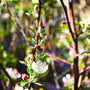 early spring blooms on pink lady apple tree