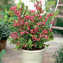 Pink Lemonade Blueberry Bushes growing in containers for patio fruit gardening