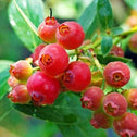 The pink lemonade blueberry has ediable delicious blueberrys with its pretty red stems