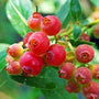 Pink Lemonade Blueberry plant with pink berries ripening in a sunny edible garden