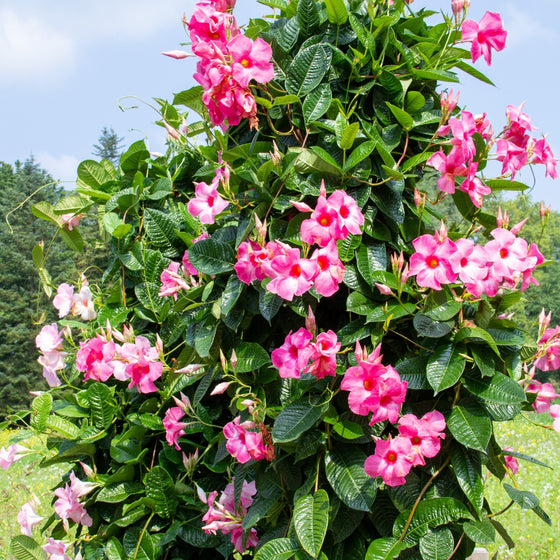 fertilizing mandevilla plant Pink Mandevilla