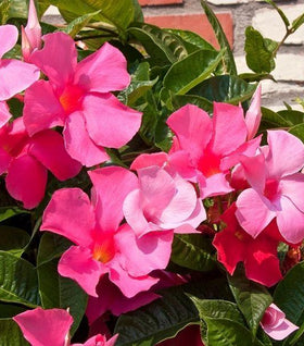 Pink Mandevilla