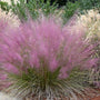 Pink Muhly Grass late Summer Pink Flowers
