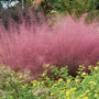 Close-up of Pink Muhly Grass showing soft pink flower plumes glowing in late-afternoon light.