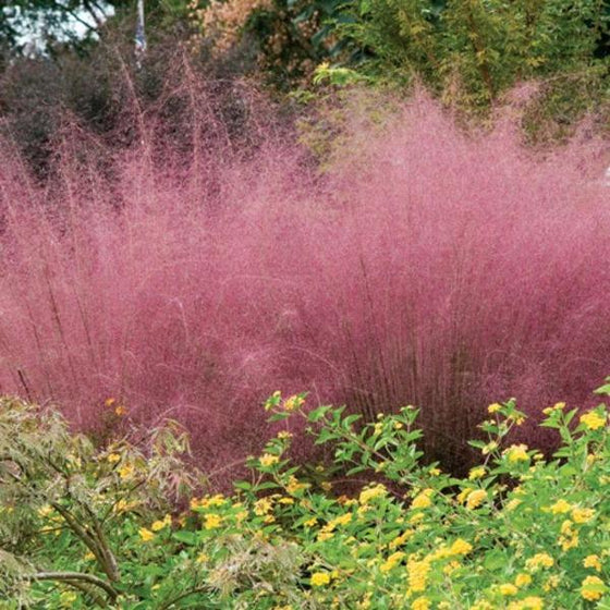Close-up of Pink Muhly Grass showing soft pink flower plumes glowing in late-afternoon light.