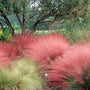 Clumping habit of Pink Muhly Grass with fine blue-green foliage before flowering.