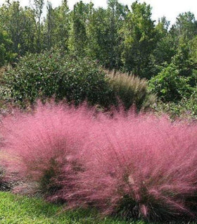 Pink Muhly Grass
