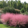 Pink Muhly Grass in full bloom forming airy pink plumes above blue-green foliage in a sunny garden.