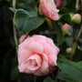 close up photo of pale pink blooms on pink perfection camellia in early spring