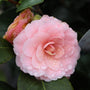 close up shot of pink perfection camellia
