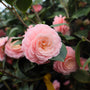 close up view of pale pink blooms on Spring Pink Perfection Camellia Japonica Flowering Evergreen Shrub