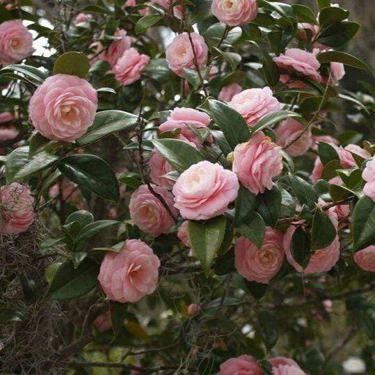 Spring Pink Perfection Camellia Japonica Shrub Dense Pink Flowers and Green Foliage