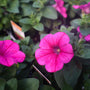 close up of hot pink petunia blooms
