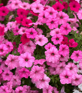 Pink Petunia