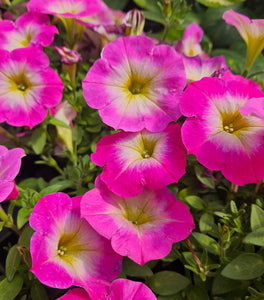 Pink Petunia