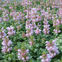 Pink Pewter Lamium groundcover with pewter-silver foliage and soft pink flowers brightening a shaded garden bed