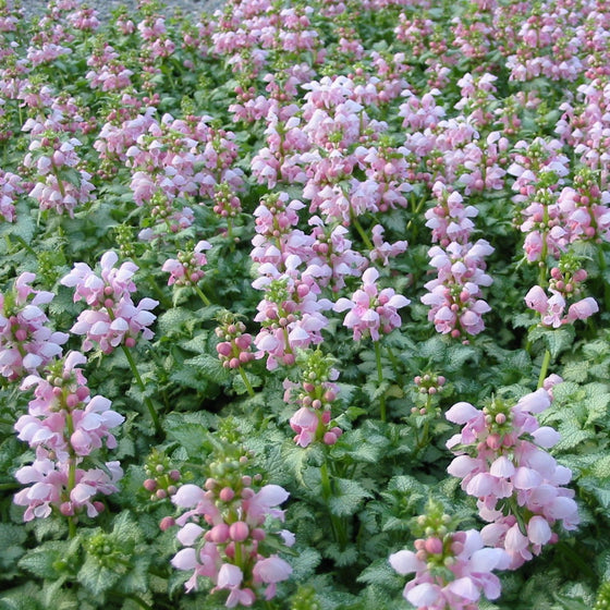 Pink Pewter Lamium groundcover with pewter-silver foliage and soft pink flowers brightening a shaded garden bed
