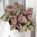Pink Polka Dot Plant has variegation that looks just like polka dots