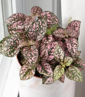 Pink Polka Dot Plants