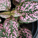 Pink Polka Dot leaf detail with new and mature foliage