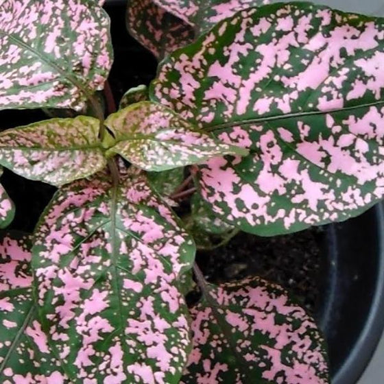 Pink Polka Dot leaf detail with new and mature foliage