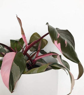 Pink Princess Philodendron