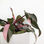 potted Philodendron Pink Princess plant showing glossy dark green leaves with pink