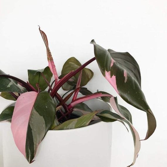 healthy pink princess philodendron Pink Princess Philodendron | Rare Variegated Houseplant
