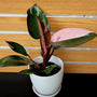 Pink Princess Philodendron