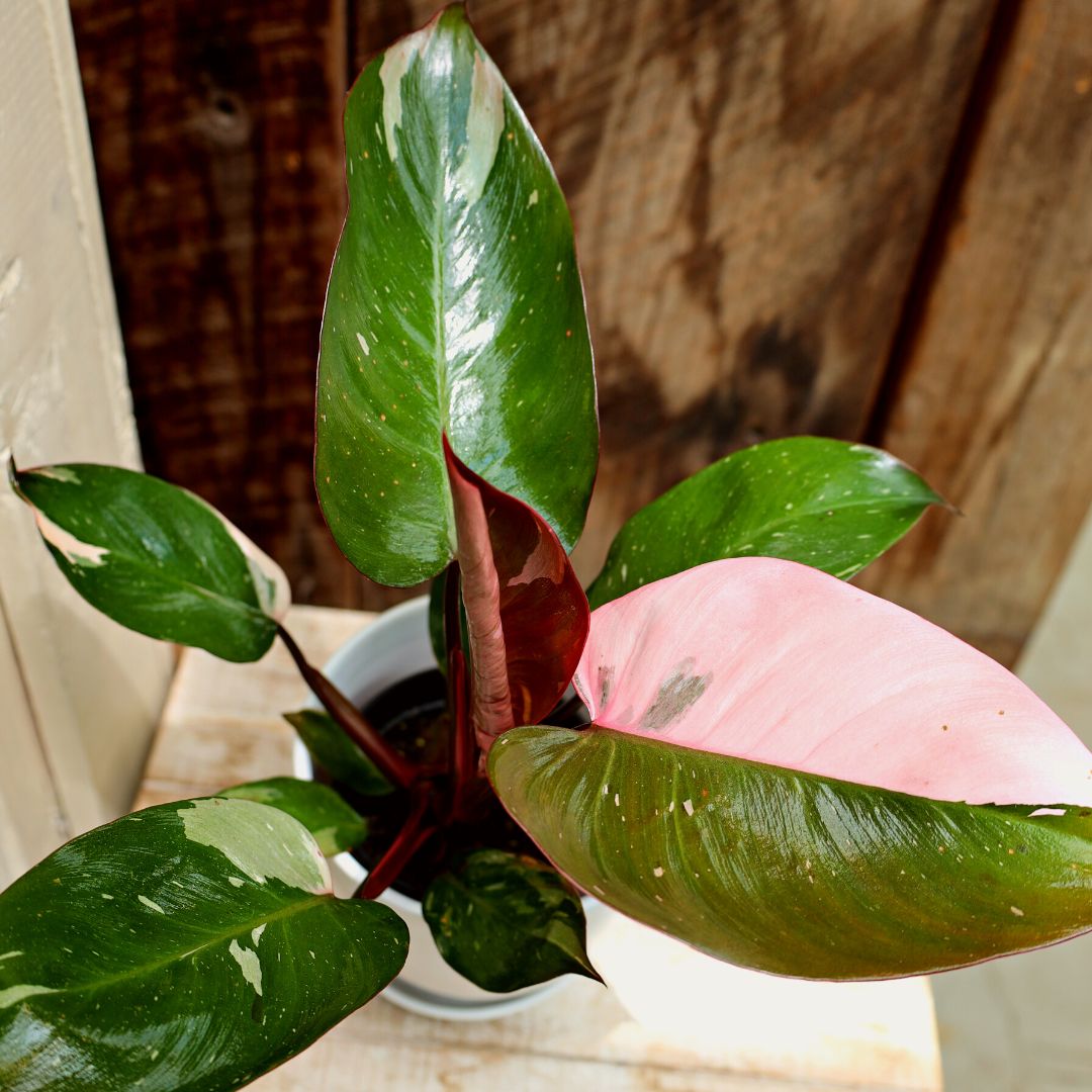 is pink princess philodendron toxic Pink Princess Philodendron | Rare Variegated Houseplant