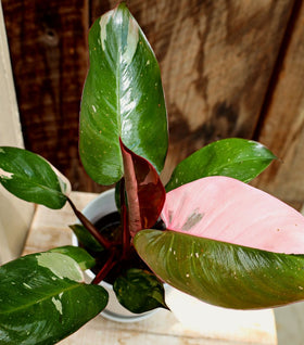 Pink Princess Philodendron