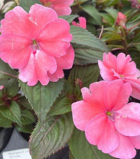 Pink Sunpatiens Plants