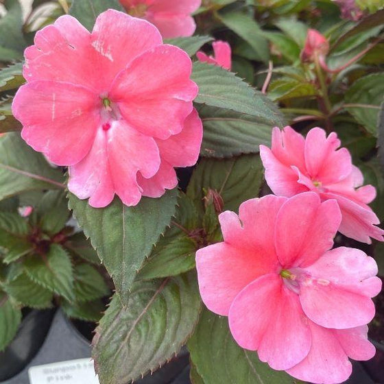 pink sunpatiens flowers with green foliage close up