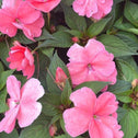 many pink sunpatiens flowers with green foliage and some buds of flowers