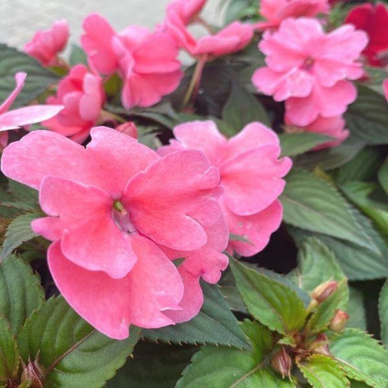 small buds of pink sunpatiens and fully bloomed pink sunpatiens with green foliage