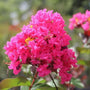 close-up picture of pink velour crape myrtle flower with pops of yellow