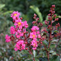 Pink Velour Crape Myrtle flower buds and flowers
