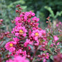 close up picture of pink velour crape myrtle tree flower with pops of yellow