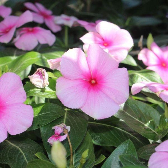bright pink vinca with dark centers