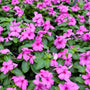 mass of pink blooming summer annual vinca