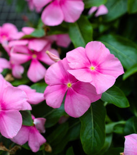 Pink Vinca