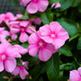 vibrant pink vinca plants